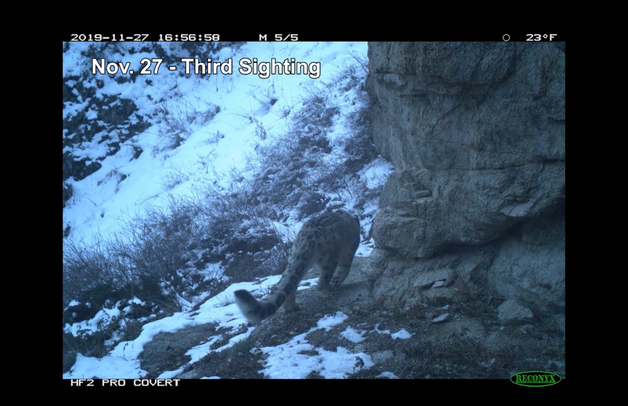 Snow leopard trail cam